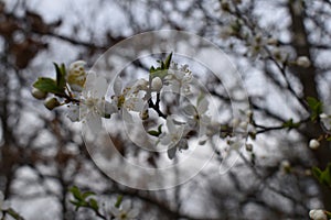 Blooming Apple flowers at spring