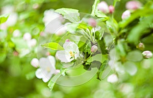 Blooming apple flowers in a spring graden