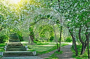 Blooming apple and fruit trees in spring park