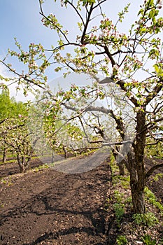 Blooming apple garden