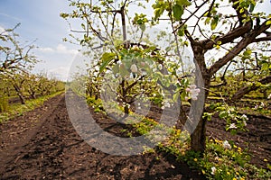 Blooming apple garden