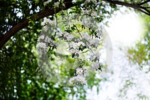 Blooming apple garden, tree branches with white flowers on green blurred sunny background close up, spring cherry blossom