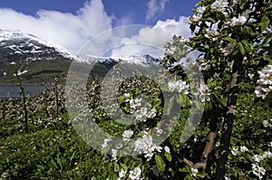 Blooming apple gardens in Hardanger