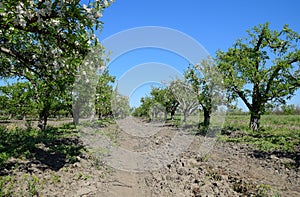 Blooming apple orchard. Adult trees bloom in the apple orchard.