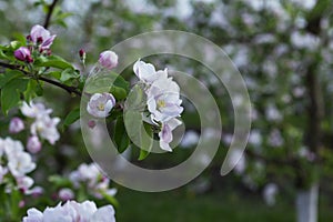 Blooming apple orchard, grass and blooming dandelions in the north of Moldova. Selective focus.