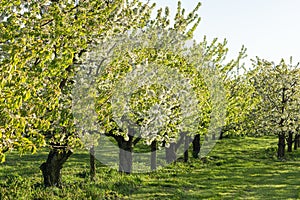 Blooming apple orchard in spring