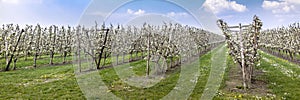 Blooming apple orchard in spring