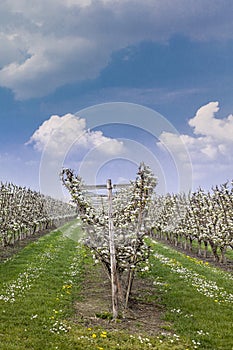 Blooming apple orchard in spring