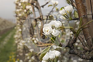 Blooming apple orchard in spring