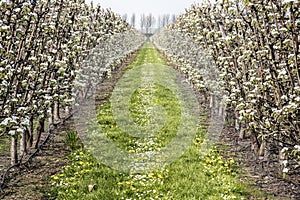 Blooming apple orchard in spring