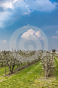 Blooming apple orchard in spring