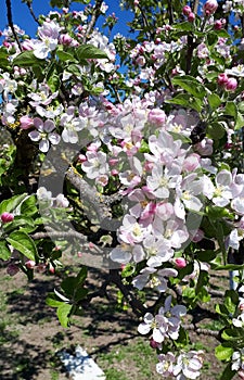 Blooming apple orchard in spring. Apple tree