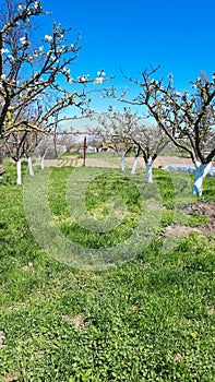 Blooming apple orchard in spring. Apple tree