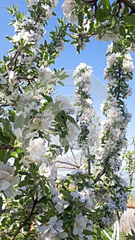 Blooming apple orchard in spring. Apple tree