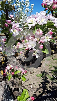 Blooming apple orchard in spring. Apple tree