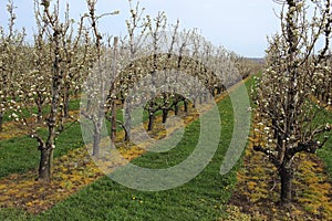 Blooming apple orchard in springtime