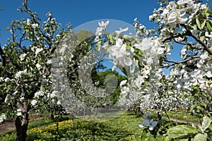 Blooming apple orchard. Trees with white buds.