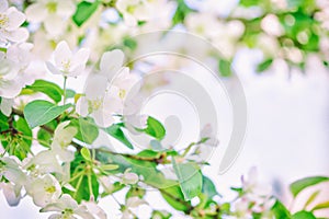 Blooming apple tree