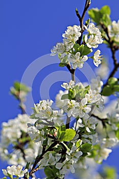 Blooming apple tree