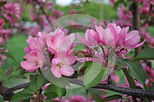 Blooming apple tree