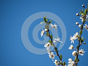 Blooming apple tree