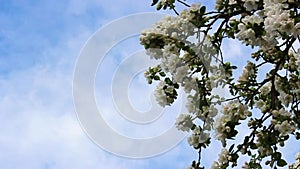 Blooming apple tree against the blue sky in spring.