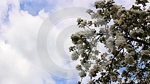 Blooming apple tree against the blue sky in spring.