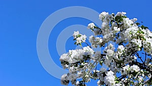 Blooming apple tree against the blue sky in spring.