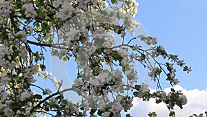 Blooming apple tree against the blue sky in spring.
