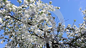 Blooming apple tree against the blue sky in spring.