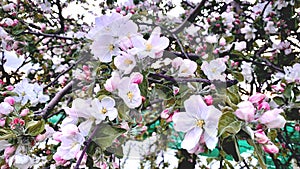 blooming apple tree, apple blossom in spring