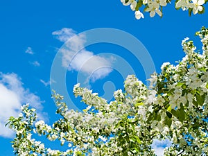 Blooming apple tree background