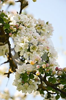 Blooming Apple tree. beautiful white flowers on a tree. nature in the Park in spring. flowers in the sun.