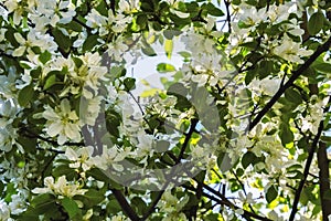 Blooming Apple tree. beautiful white flowers on a tree. nature in the Park in spring. flowers in the sun.