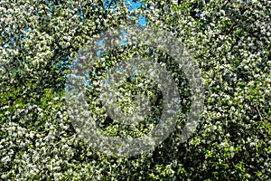 Blooming Apple tree. beautiful white flowers on a tree. nature in the Park in spring. flowers in the sun.