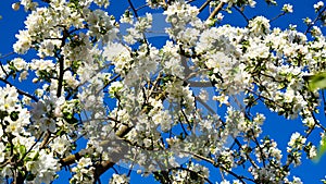 A blooming apple tree.