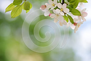 Blooming apple tree blossoms with smooth bokeh