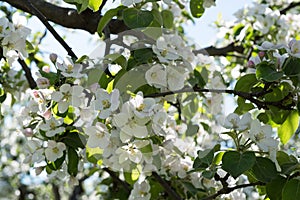 Blooming apple tree branch against blue sky