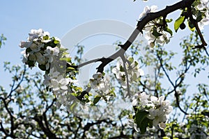 Blooming apple tree branch against blue sky