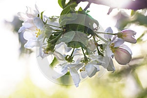 Blooming apple tree branch in backlight, colorful spring background