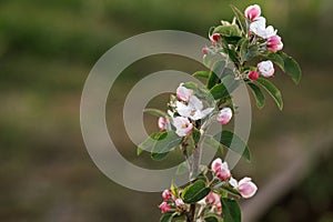 Blooming apple tree branch close up in spring garden. Homestead lifestyle. Apple pink and white flowers