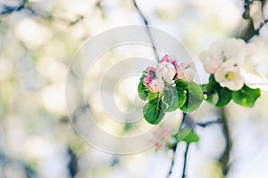 Blooming apple tree branch, early spring concept
