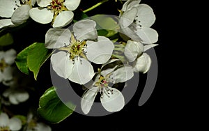 Blooming apple tree branch isolated on a black background