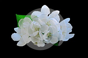 Blooming Apple tree branch isolated on black background. Apple blossoms on a black background. Isolate. Green leaf. Flower with