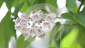 Blooming apple tree branch with lens flare. Beautiful spring nature scene with flowering apple tree in sunny day. Shallow dof.