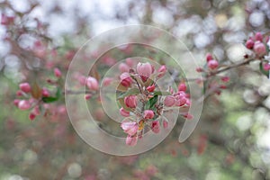Blooming Apple tree branch with pink flowers in spring, selected focus