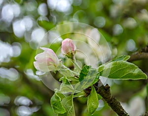 Blooming apple tree branch in the spring garden