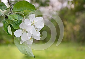 Blooming apple tree branch in the spring garden