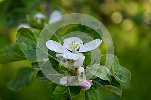 Blooming apple tree branch in the spring garden