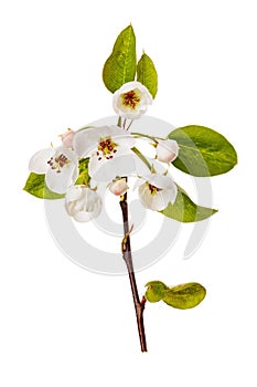 Blooming apple tree branch in spring isolated